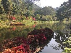 -深圳仙湖植物园