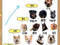 -翊宠yipet猫狗购宠庄园犬舍•猫舍