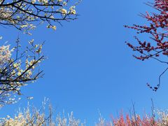 -南京古林公园