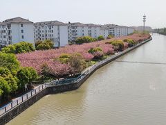 -高东镇樱花园