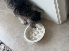 -天使宠物医院·犬猫分诊(彩虹店)