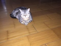 -瑞派福兴宠物医院犬猫全科·骨科·中西医结合(河东店)