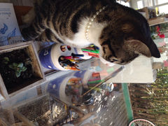 我是高冷的呵呵…喵~-海边的猫和咖啡馆