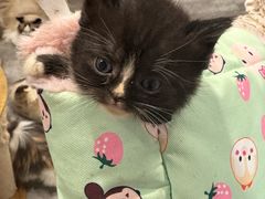 -楼上猫咖(罗湖店)