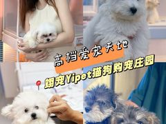 -翊宠yipet猫狗购宠庄园犬舍•猫舍
