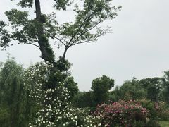 -鹅湖玫瑰文化园