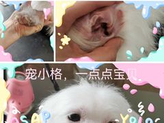 -宠小格时尚宠物生活馆(唐镇店)