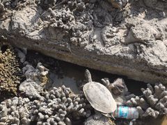 -三亚南山文化旅游区