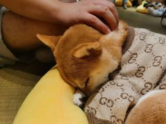 -逗柴咖啡屋·狗咖猫咖宠物桌游