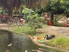 -长隆横琴湾酒店(珠海旗舰店)