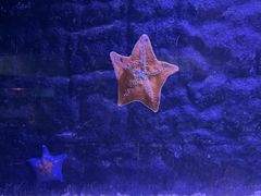 -北戴河圣蓝海洋公园