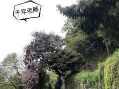 -莫干山风景区