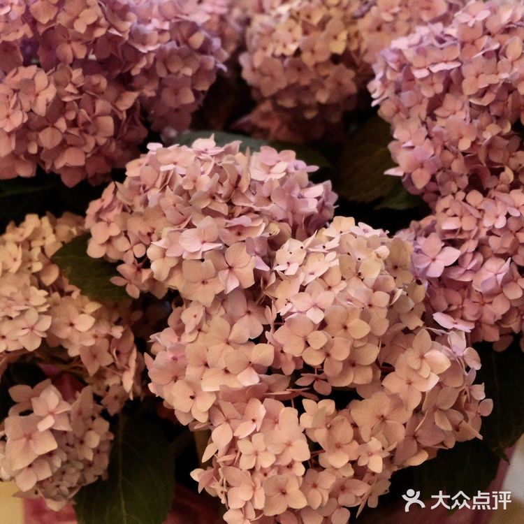 超好逛‼️成都最大的花市🌸