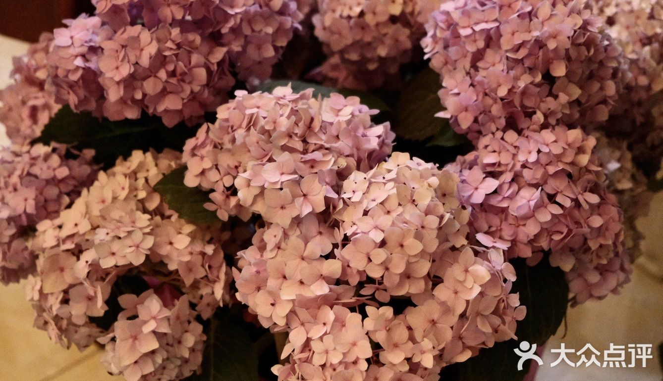 超好逛‼️成都最大的花市🌸