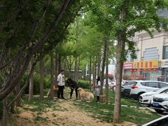 -西元前宠物酒店(郑庄府邸店)