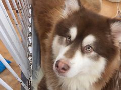 -Let's go狗咖·猫咖·奶狗·桌游(春熙路IFS店)