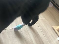 -瑞派·关忠动物医院·异宠专科·犬猫肿瘤·皮肤专科(望京店)