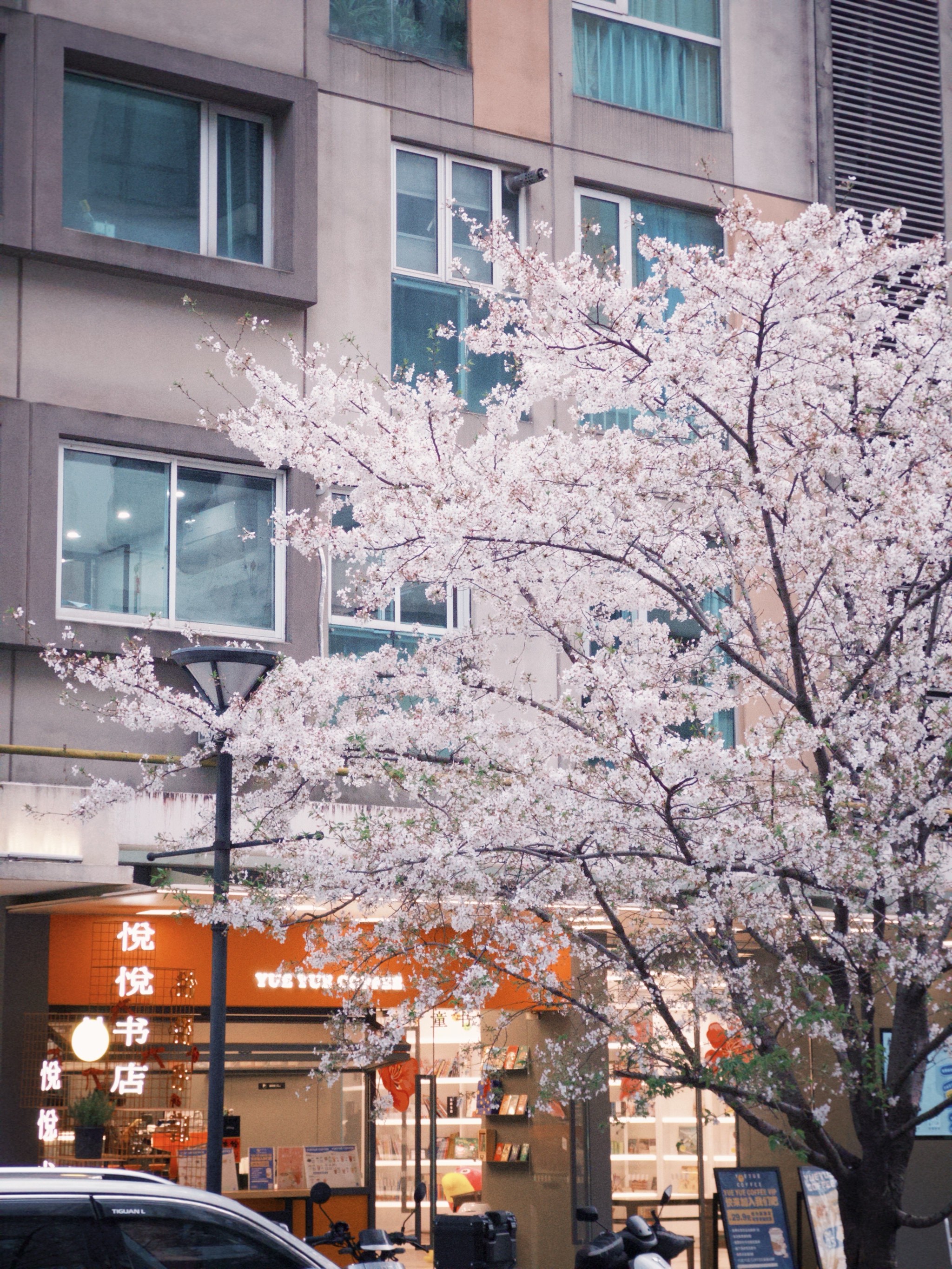 大学路樱花图片