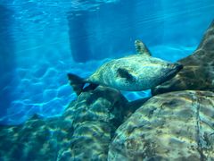 -上海海洋水族馆