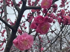 -无锡梅园公园