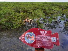 -北海金海湾红树林生态旅游区