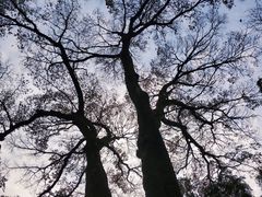 -西湖风景区十里琅珰-五云山