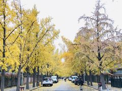 -三里屯东五街银杏大道