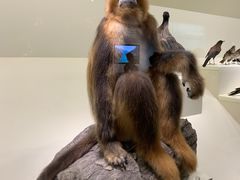 -四川大学博物馆
