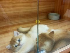 -猫十亿·布偶金渐层·曼基康矮脚猫舍(青年路店)