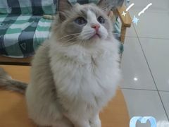 -鼓捣猫呢主题猫咖店