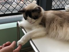 -怪兽屋·羊驼·猫咖·狗咖(俊华广场店)