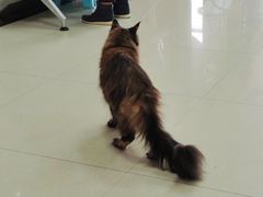 -康旭宠物医院(郑州总院)