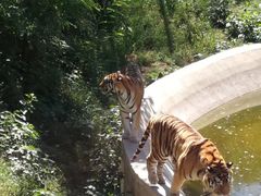 -石家庄市动物园