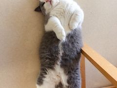 -猫在这儿猫咪咖啡馆·撸猫馆