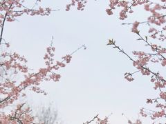 -杭州植物园