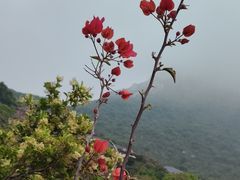 -杨梅坑