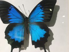 -蝴蝶泉公园