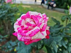 -人民公园(罗湖区)