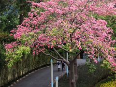 -东部华侨城