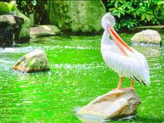 -吉隆坡雀鸟公园