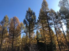 -塞罕坝国家级自然保护区