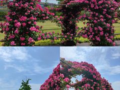 -广富林郊野公园