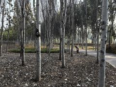 -东郊湿地公园