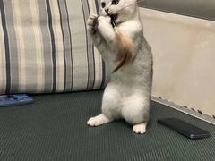 -瑞鹏宠物医院·超声·骨科·奇麟分院(蜀都万达店)