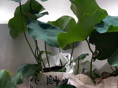 -KUNCHA鲲茶·江西制茶(铜锣湾店)