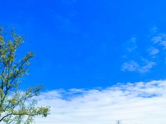 -王借岗森林公园