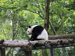 -都江堰中华大熊猫苑