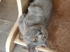 -飞行喵MR PILOT|猫舍·猫咖(静安大融城店)