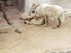 -秦皇岛乐岛海洋王国