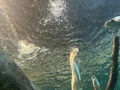 -上海海洋水族馆